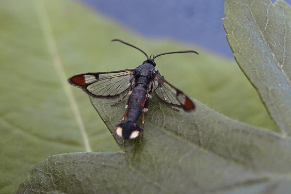 Red-tipped Clearwing (Synanthedon formicaeformis), adult. Waldridge Fell, 03-07-2006. Copyright Keith Dover. Red-tipped Clearwing (Synanthedon formicaeformis), adult. Waldridge Fell, 03-07-2006. Copyright Keith Dover.