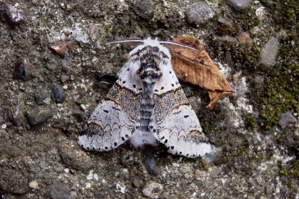 Sallow Kitten (Furcula furcula), adult. Chester-le-Street, 21-06-2007. Copyright Keith Dover.