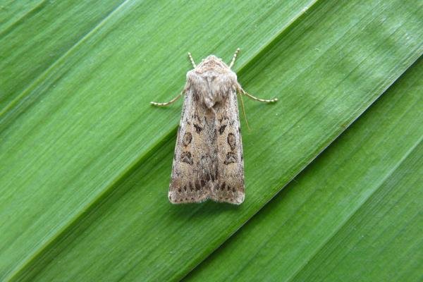 Sand Dart (Agrotis ripae), adult. 03-08-2013. Copyright Keith Dover. Sand Dart (Agrotis ripae), adult. 03-08-2013. Copyright Keith Dover.