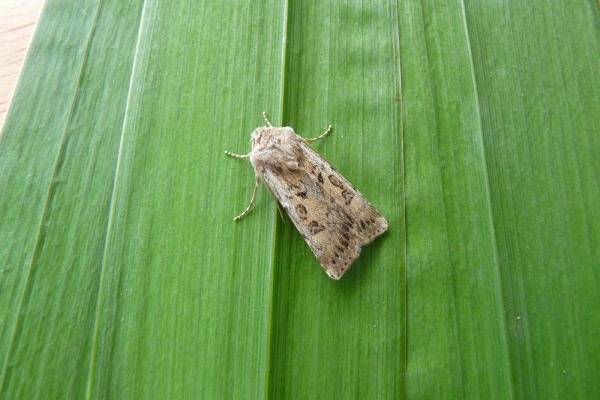 Sand Dart (Agrotis ripae), adult. 03-08-2013. Copyright Keith Dover. Sand Dart (Agrotis ripae), adult. 03-08-2013. Copyright Keith Dover.