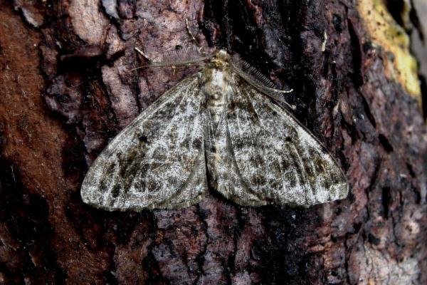 Satin Beauty (Deileptenia ribeata), adult. Taken outside Durham, 03-07-2004. Copyright Keith Dover. Satin Beauty (Deileptenia ribeata), adult. Taken outside Durham, 03-07-2004. Copyright Keith Dover.