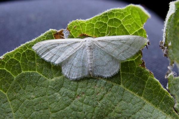 Satin Wave (Idaea subsericeata), adult. Blackhall Rocks, 07-07-2006. Copyright Keith Dover. Satin Wave (Idaea subsericeata), adult. Blackhall Rocks, 07-07-2006. Copyright Keith Dover.