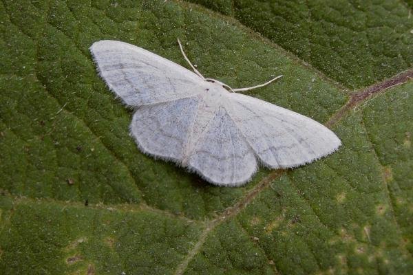 Satin Wave (Idaea subsericeata), adult. Blackhall Rocks, 07-07-2006. Copyright Keith Dover. Satin Wave (Idaea subsericeata), adult. Blackhall Rocks, 07-07-2006. Copyright Keith Dover.