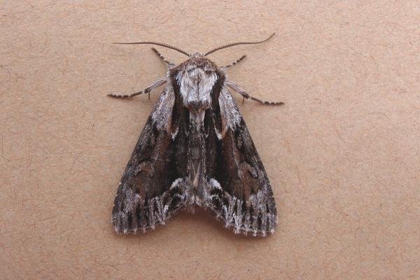 Saxon (Hyppa rectilinea), adult. Taken outside Durham, 14-06-2006. Copyright Keith Dover.