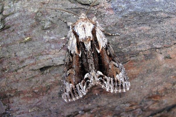 Saxon (Hyppa rectilinea), adult. Taken outside Durham, 14-06-2006. Copyright Keith Dover.