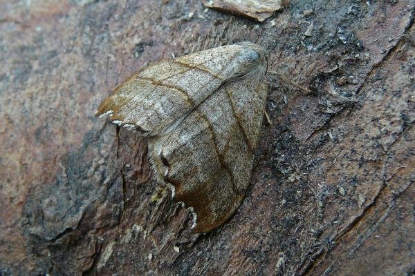 Scalloped Hook-tip (Falcaria lacertinaria), adult. Taken outside Durham, 29-05-2009. Copyright Keith Dover. Scalloped Hook-tip (Falcaria lacertinaria), adult. Taken outside Durham, 29-05-2009. Copyright Keith Dover.