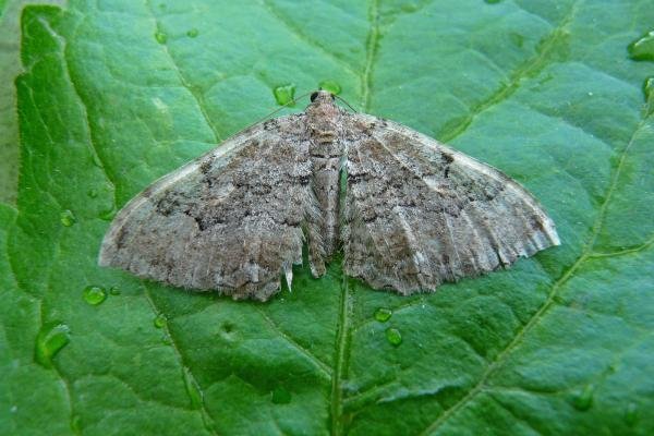 Scarce Tissue (Rheumaptera cervinalis), adult. 31-05-2009. Copyright Keith Dover. Scarce Tissue (Rheumaptera cervinalis), adult. 31-05-2009. Copyright Keith Dover.