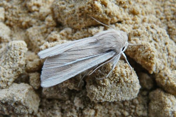 Shore Wainscot (Mythimna litoralis), adult. Taken outside Durham, 02-07-2009. Copyright Keith Dover.