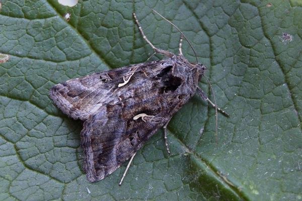 Silver Y (Autographa gamma), adult. Taken outside Durham, 20-10-2005. Copyright Keith Dover.
