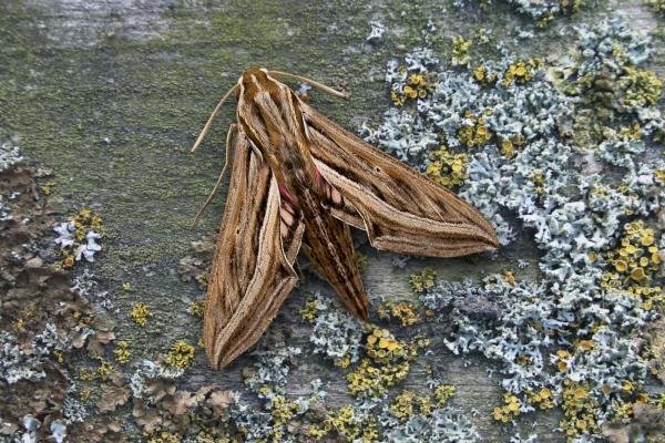 Silver-striped Hawk-moth (Hippotion celerio), adult. 28-09-2006. Copyright Keith Dover. Silver-striped Hawk-moth (Hippotion celerio), adult. 28-09-2006. Copyright Keith Dover.