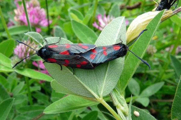 Six-spot Burnet (Zygaena filipendulae), adult. Taken outside Durham, 09-07-2008. Copyright Keith Dover.