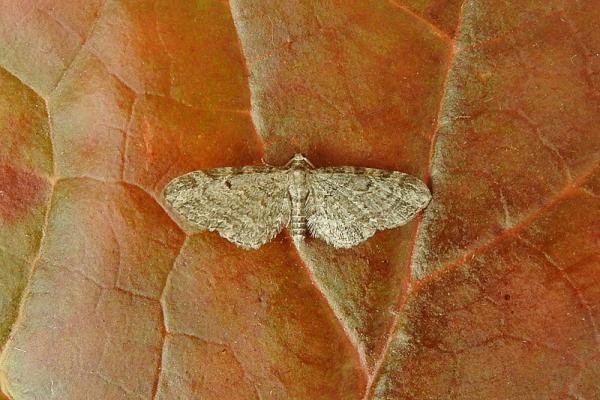 Slender Pug (Eupithecia tenuiata), adult. Chester-le-Street, 19-07-2018. Copyright Keith Dover. Slender Pug (Eupithecia tenuiata), adult. Chester-le-Street, 19-07-2018. Copyright Keith Dover.