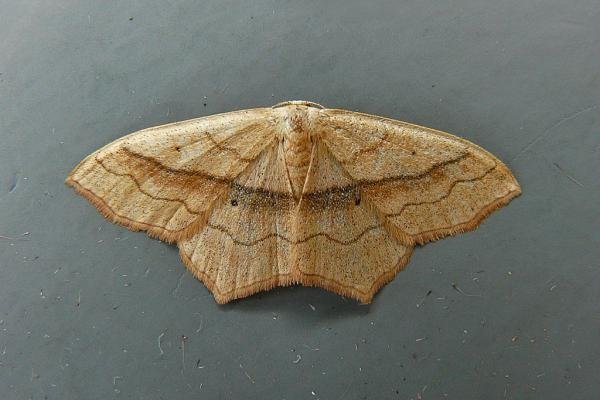 Small Blood-vein (Scopula imitaria), adult. Horden, 30-09-2009. Copyright Keith Dover. Small Blood-vein (Scopula imitaria), adult. Horden, 30-09-2009. Copyright Keith Dover.