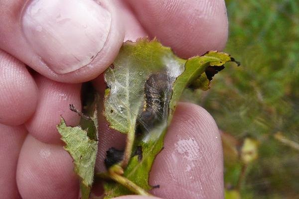 Small Chocolate-tip (Clostera pigra), larval. Taken outside Durham, 03-08-2014. Copyright Keith Dover. Small Chocolate-tip (Clostera pigra), larval. Taken outside Durham, 03-08-2014. Copyright Keith Dover.