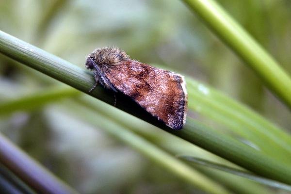 Small Yellow Underwing (Panemeria tenebrata), adult. Waldridge Fell, 17-05-2005. Copyright Keith Dover.