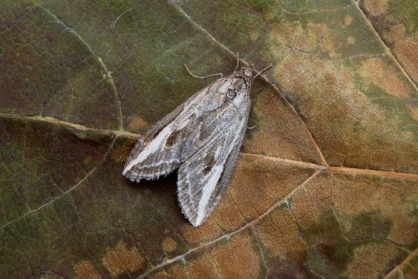 Streak (Chesias legatella), adult. Taken outside Durham, 03-11-2007. Copyright Keith Dover.