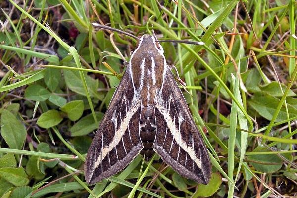 Striped Hawk-moth (Hyles livornica), adult. 13-06-2006. Copyright Keith Dover. Striped Hawk-moth (Hyles livornica), adult. 13-06-2006. Copyright Keith Dover.