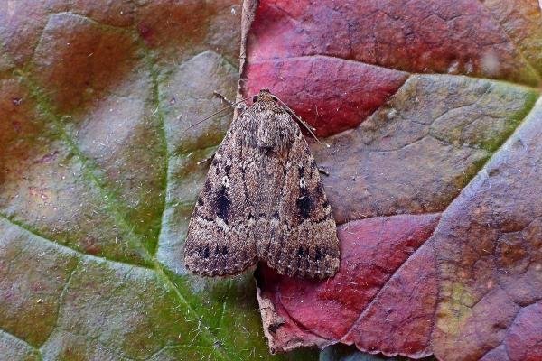Svensson's Copper Underwing (Amphipyra berbera), adult. Chester-le-Street, 17-08-2019. Copyright Keith Dover. Svensson's Copper Underwing (Amphipyra berbera), adult. Chester-le-Street, 17-08-2019. Copyright Keith Dover.