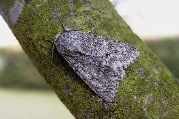 Sycamore (Acronicta aceris), adult. 27-07-2006. Copyright Keith Dover. Sycamore (Acronicta aceris), adult. 27-07-2006. Copyright Keith Dover.
