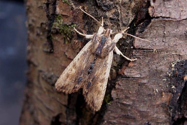 Tawny Pinion (Lithophane semibrunnea), adult. Taken outside Durham, 06-04-2005. Copyright Keith Dover.