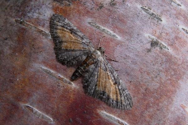 Tawny Speckled Pug (Eupithecia icterata), adult. Taken outside Durham, 21-07-2005. Copyright Keith Dover.