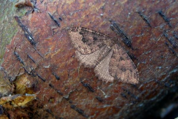 Tissue (Triphosa dubitata), adult. Taken outside Durham, 26-01-2006. Copyright Keith Dover. Tissue (Triphosa dubitata), adult. Taken outside Durham, 26-01-2006. Copyright Keith Dover.