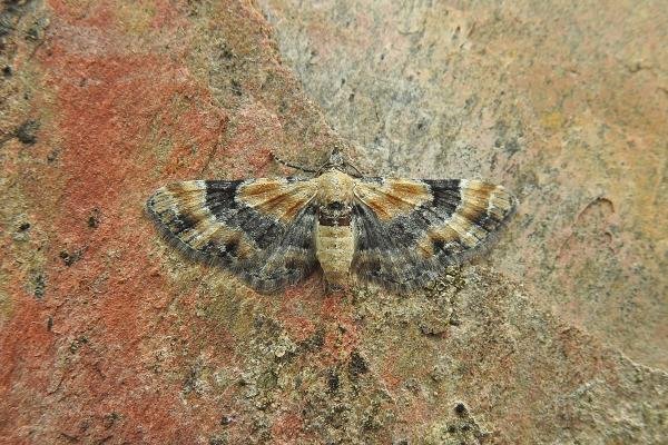 Toadflax Pug (Eupithecia linariata), adult. Chester-le-Street, 18-08-2017. Copyright Keith Dover.