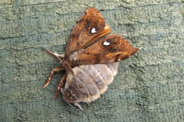 Vapourer (Orgyia antiqua), adult, female. Chester-le-Street, 08-07-2006. Copyright Keith Dover.