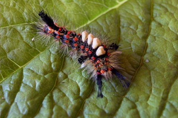 Vapourer (Orgyia antiqua), larval. Copyright Keith Dover.