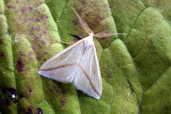 Vestal (Rhodometra sacraria), adult. 20-09-2004. Copyright Keith Dover. Vestal (Rhodometra sacraria), adult. 20-09-2004. Copyright Keith Dover.