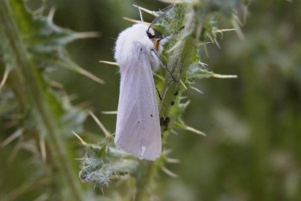 Water Ermine (Spilosoma urticae), adult. 19-06-2004. Copyright Keith Dover. Water Ermine (Spilosoma urticae), adult. 19-06-2004. Copyright Keith Dover.