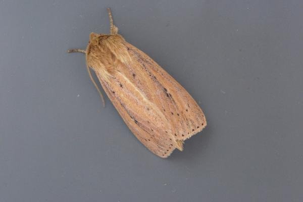 Webb's Wainscot (Globia sparganii), adult. Taken outside Durham, 18-08-2006. Copyright Keith Dover.