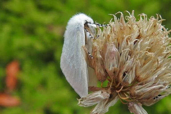 White Satin (Leucoma salicis), adult. Chester-le-Street, 04-07-2018. Copyright Keith Dover.