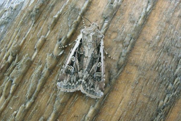 White-line Dart (Euxoa tritici), adult. Taken outside Durham, 17-08-2006. Copyright Keith Dover. White-line Dart (Euxoa tritici), adult. Taken outside Durham, 17-08-2006. Copyright Keith Dover.