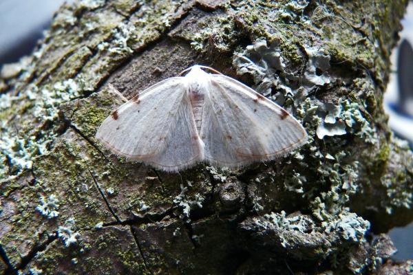 White-pinion Spotted (Lomographa bimaculata), adult. Comb Bridges, 24-05-2010. Copyright Keith Dover.