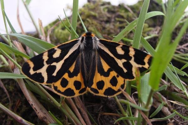 Wood Tiger (Parasemia plantaginis), adult. Stuartfield Plantation, 07-06-2007. Copyright Keith Dover.