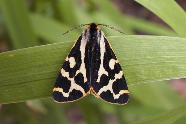 Wood Tiger (Parasemia plantaginis), adult. Stuartfield Plantation, 08-06-2007. Copyright Keith Dover. Wood Tiger (Parasemia plantaginis), adult. Stuartfield Plantation, 08-06-2007. Copyright Keith Dover.