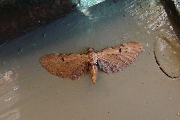 Wormwood Pug (Eupithecia absinthiata), adult. Chester-le-Street, 12-07-2009. Copyright Keith Dover.