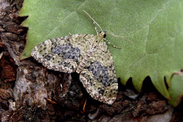 Yellow-barred Brindle (Acasis viretata), adult. Taken outside Durham, 24-04-2007. Copyright Keith Dover. Yellow-barred Brindle (Acasis viretata), adult. Taken outside Durham, 24-04-2007. Copyright Keith Dover.