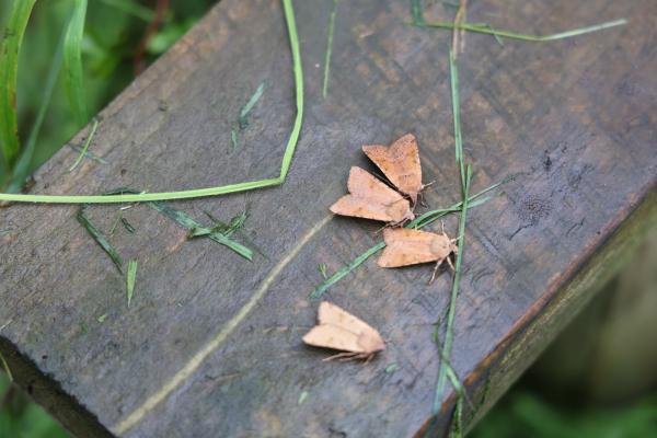 Beaded Chestnut (Agrochola lychnidis), adult. Old Quarrington, 15-09-2021. Copyright Richard Cowen. Beaded Chestnut (Agrochola lychnidis), adult. Old Quarrington, 15-09-2021. Copyright Richard Cowen.