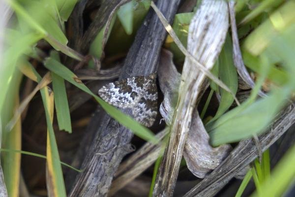 Broken-barred Carpet (Electrophaes corylata), adult. Old Quarrington, 23-05-2023. Copyright Richard Cowen.