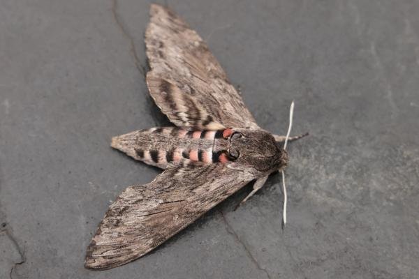 Convolvulus Hawk-moth (Agrius convolvuli), adult. Old Quarrington, 21-09-2024. Copyright Richard Cowen.