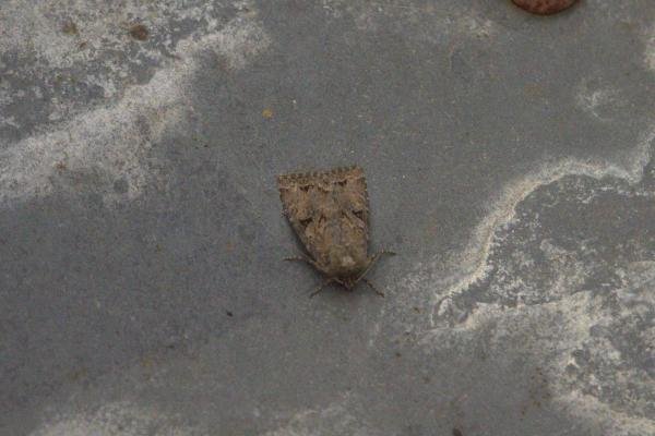 Dingy Shears (Fissipunctia ypsillon), adult. Old Quarrington, 18-07-2024. Copyright Richard Cowen.