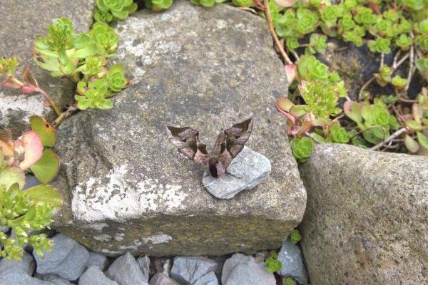 Eyed Hawk-moth (Smerinthus ocellata), adult. Old Quarrington, 21-06-2024. Copyright Richard Cowen.