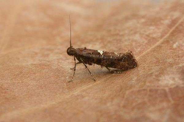 Acrolepiopsis betulella, adult. Comb Bridges, 13-03-2012. Copyright Tom Tams. Acrolepiopsis betulella, adult. Comb Bridges, 13-03-2012. Copyright Tom Tams.