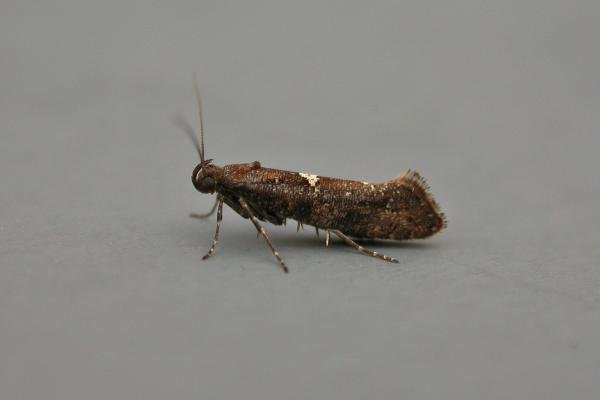 Acrolepiopsis betulella, adult. Comb Bridges, 13-03-2012. Copyright Tom Tams.