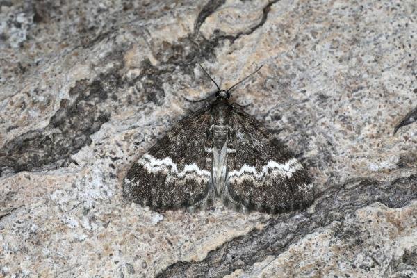 Rivulet (Perizoma affinitata), adult. Ouston, 11-05-2023. Copyright Verna Atkinson. Rivulet (Perizoma affinitata), adult. Ouston, 11-05-2023. Copyright Verna Atkinson.
