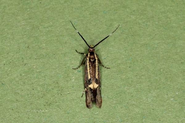 Esperia sulphurella, adult. Ouston, 04-06-2023. Copyright Verna Atkinson.