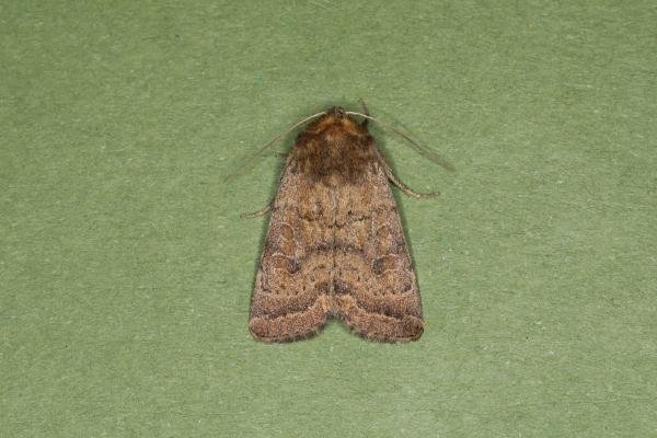 Uncertain (Hoplodrina octogenaria), adult. Ouston, 17-06-2023. Copyright Verna Atkinson. Uncertain (Hoplodrina octogenaria), adult. Ouston, 17-06-2023. Copyright Verna Atkinson.
