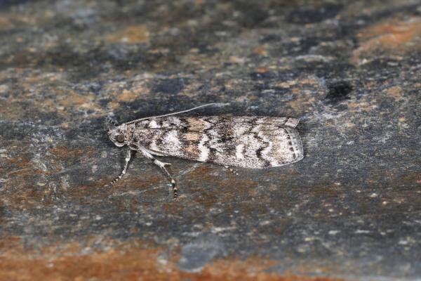 Dioryctria abietella, adult. Ouston, 27-06-2023. Copyright Verna Atkinson. Dioryctria abietella, adult. Ouston, 27-06-2023. Copyright Verna Atkinson.